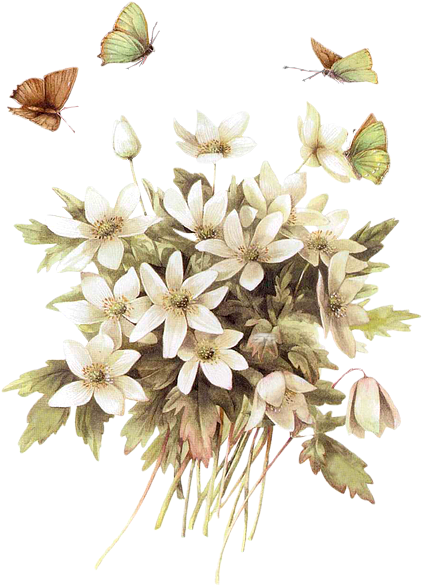 Pássaros Vintage - Pesquisa Google - Marjolein Bastin (423x587)