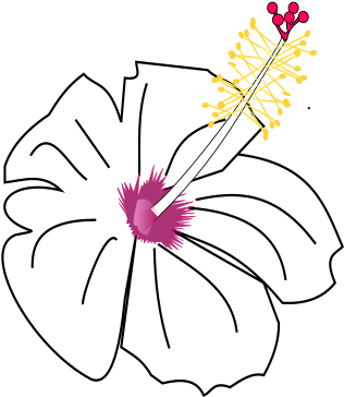 Hibiscus Flower Template 5, Buy Clip Art - Drawing (339x479)
