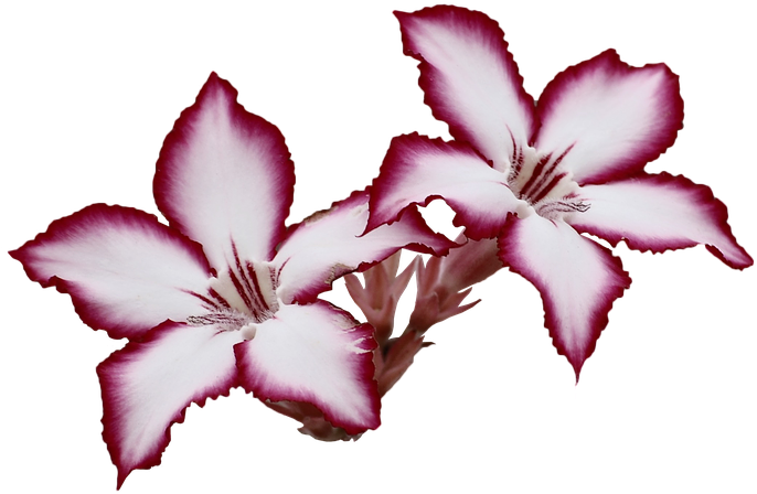 Hibiscus Flower Template 12, Buy Clip Art - Sterling Silver Necklace With Heart And Bow Pendant (960x646)