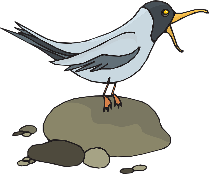Seagull Clipart Feather - Screech Clipart (1280x1066)