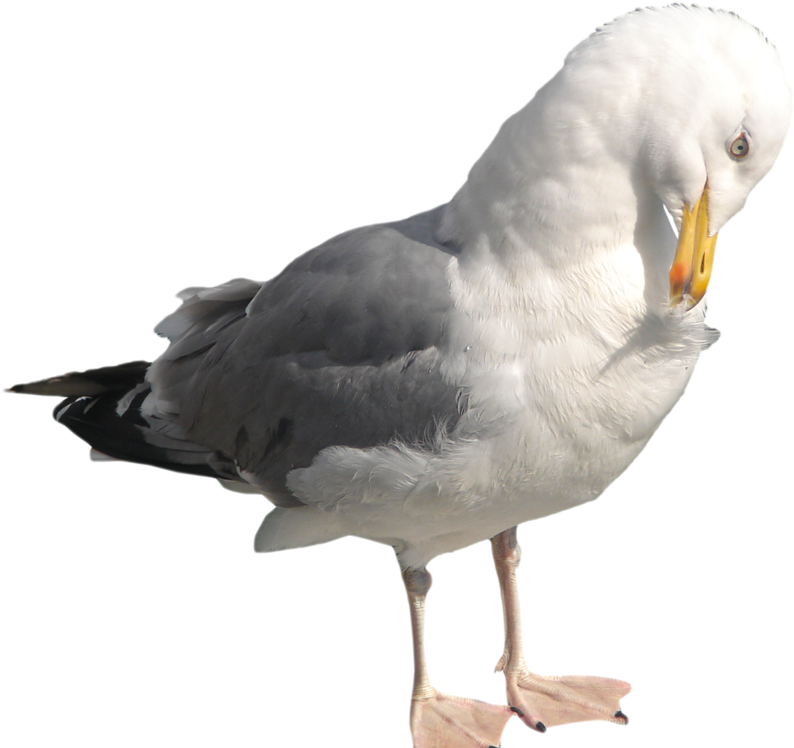 Related Seagull Clipart Transparent Background - Seagull Png (1280x1257)