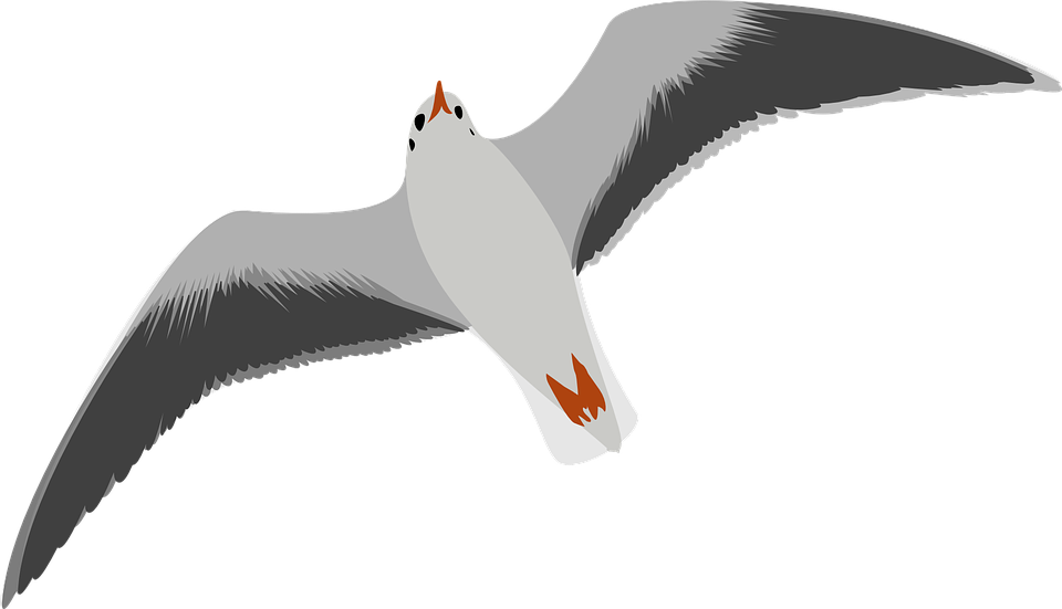 Seagull Clipart Bird Fly - Seagull Clipart (960x551)
