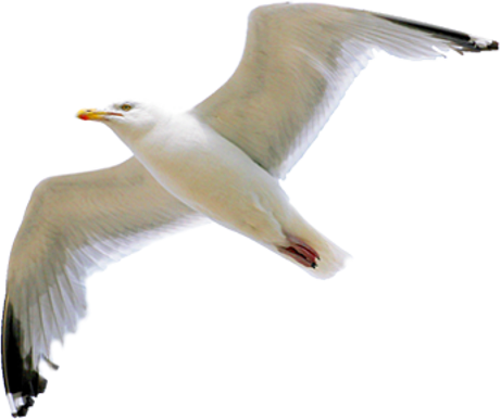 Related Categories - Seagull Clipart No Background (461x386)