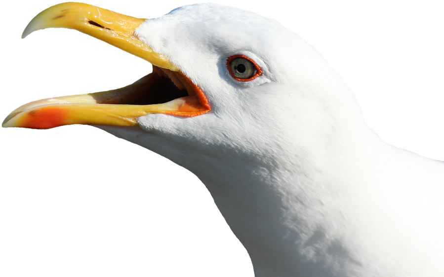 Seagull Cliparts 7, Buy Clip Art - Transparent Bird Head (960x664)