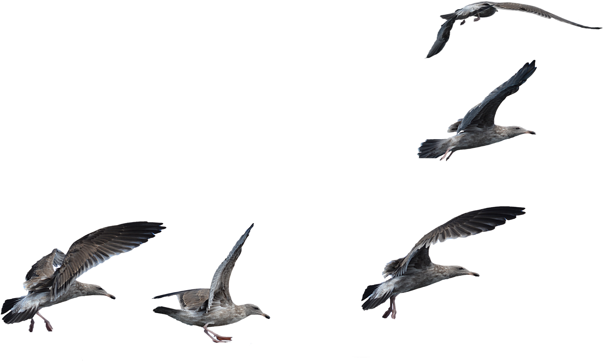 Download Png Image Report - A Flock Of Seagulls (2531x1644)