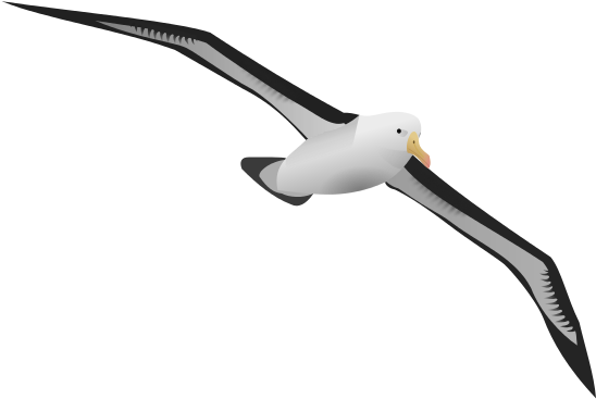 Sea Bird Clipart Albatross - Альбатрос Пнг (566x800)