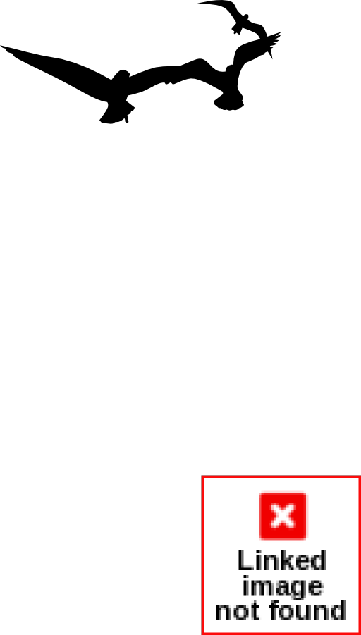 Seagulls - 3 Kung Fu Kenny Basic Tees (512x901)