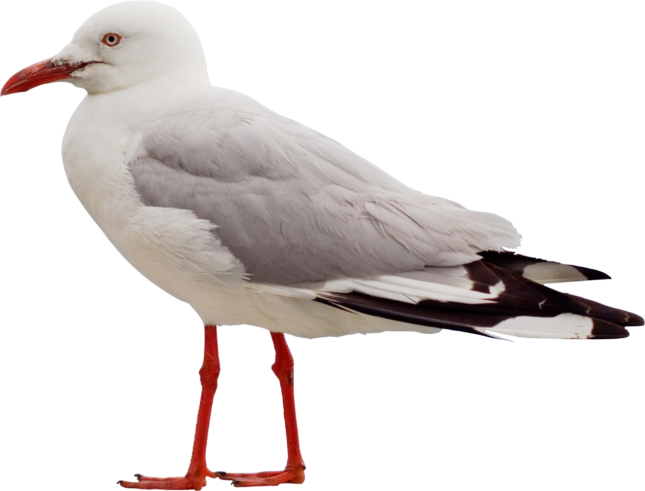 Seagull Png - Seagull Side View (1280x974)