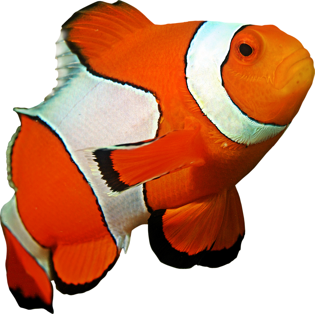 Clown Fish By Hrtddy Clown Fish By Hrtddy - Clownfish Png (1024x1020)