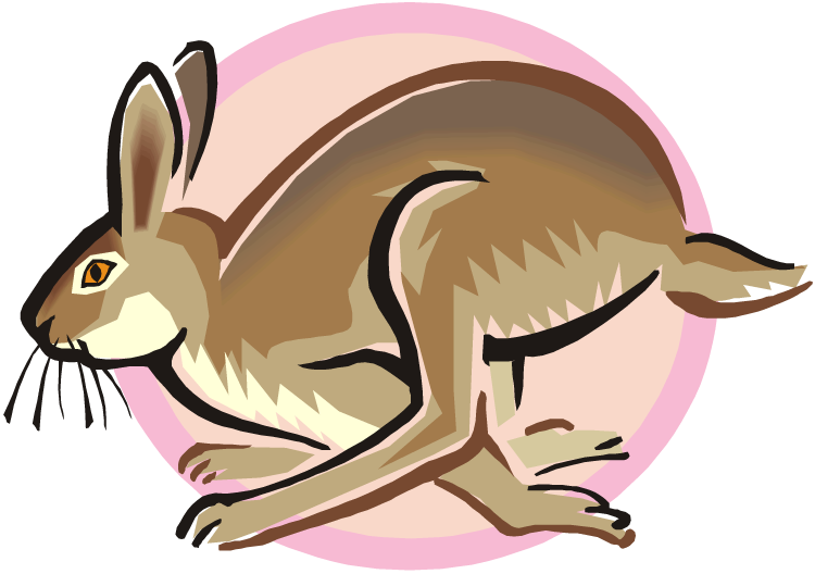 Free Rabbit Clipart Png - Jack Rabbit Clipart (750x528)