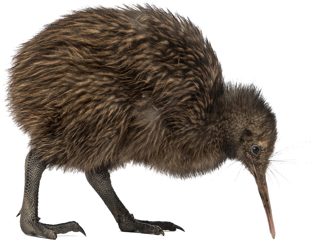 Kiwi Bird Png Image - Kiwi Bird Png (1071x888)