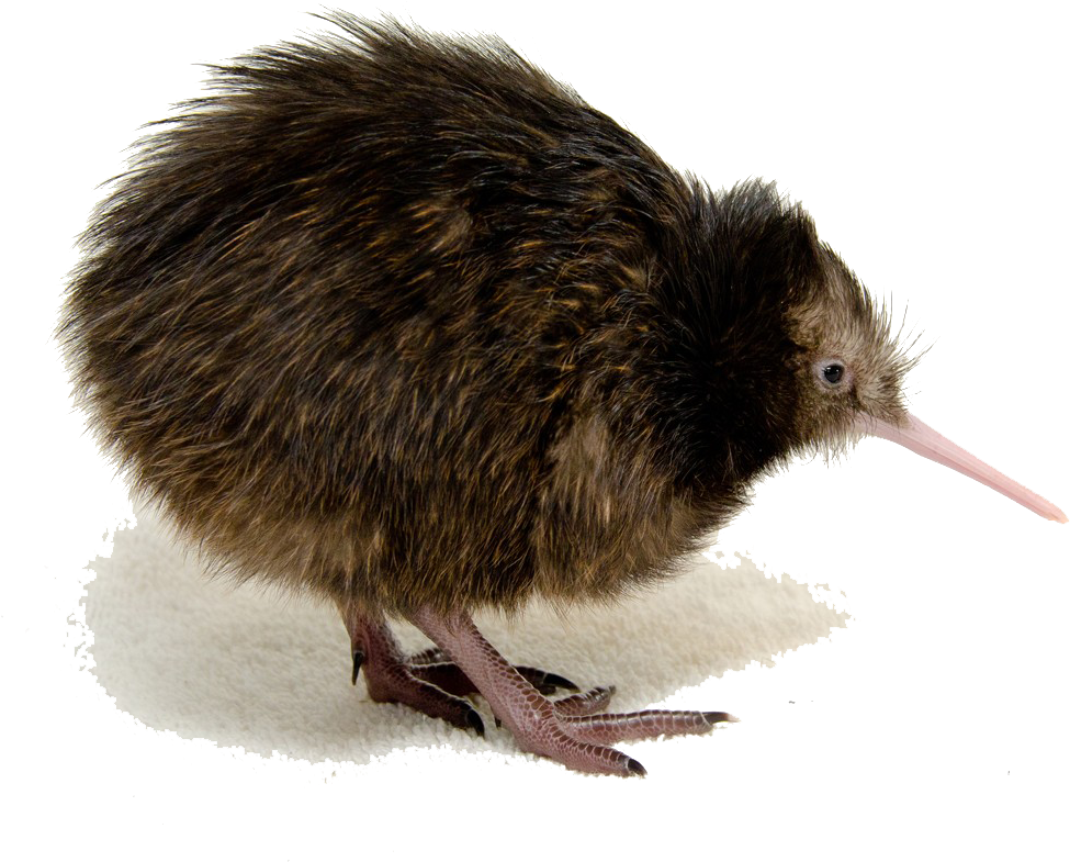 Kiwi Bird Png Clipart Png Mart - Kiwi Bird Transparent Background (1047x831)