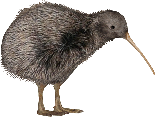 If We Put In The Effort We Can Save The Rowi Kiwi Species - Zt2 Kiwi (649x649)