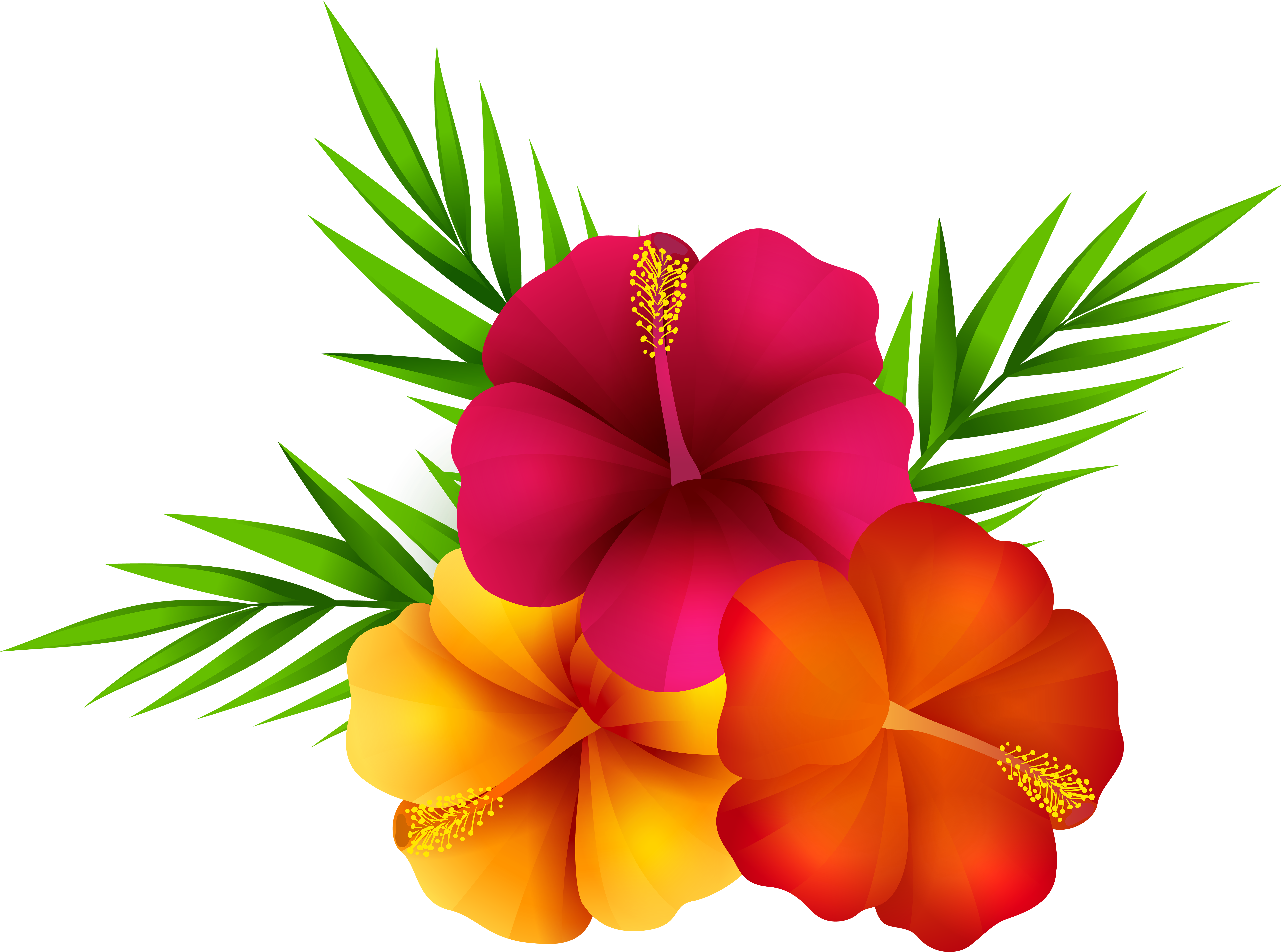 Exotic Flowers Png Clip Art Image - Transparent Background Tropical Flower Png (8000x5943)