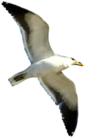 Seagull Clip Art Image Famclipart - Sea Birds White Background (393x512)
