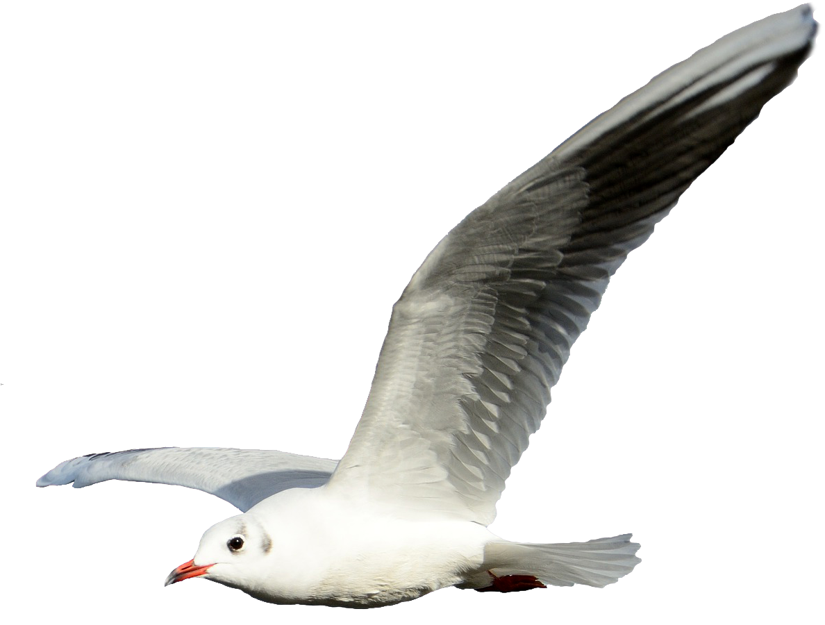 Seagull Clipart Png - Seagull With No Background (1268x966)