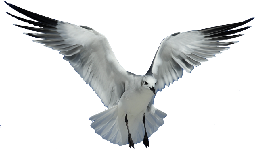 Seagull Stock 2 By Tthealer56 - Seagull Transparent (900x556)