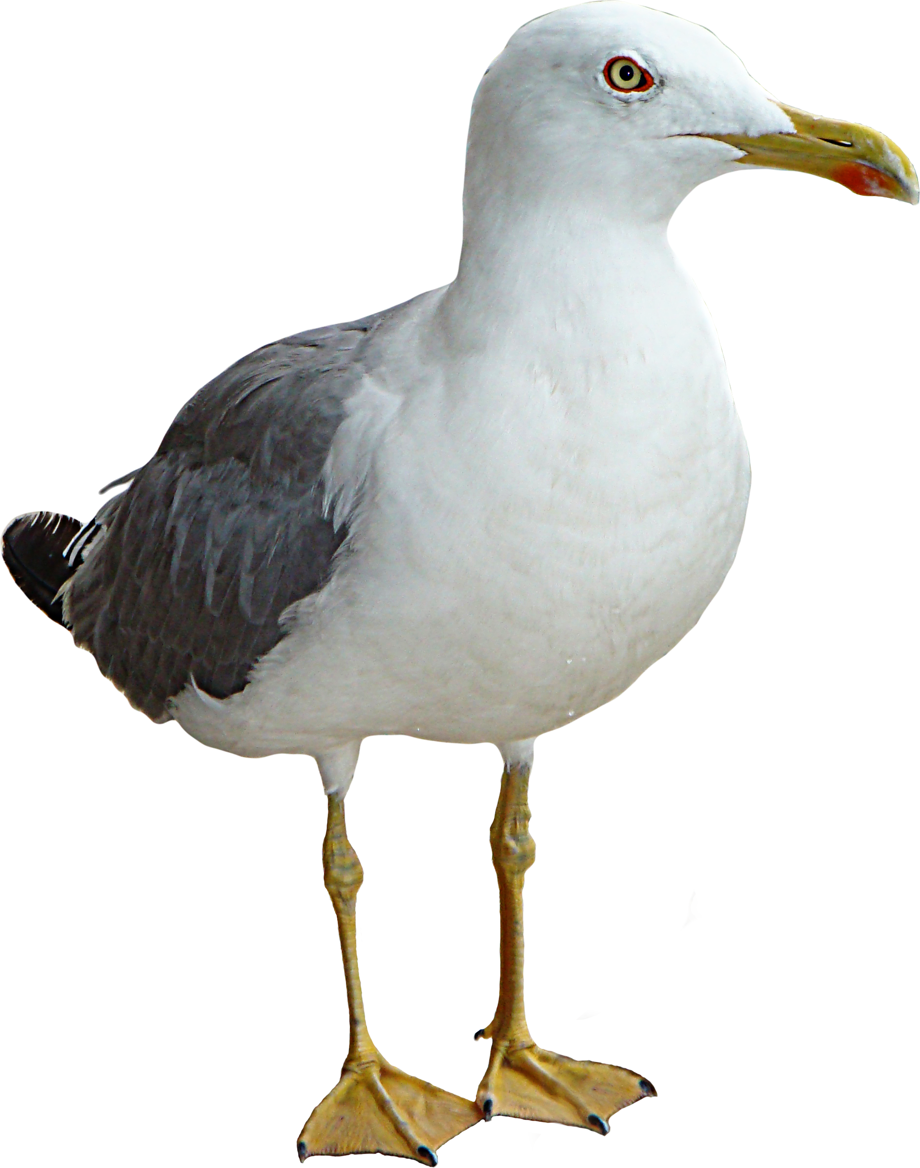 Seagull Png (1885x2392)
