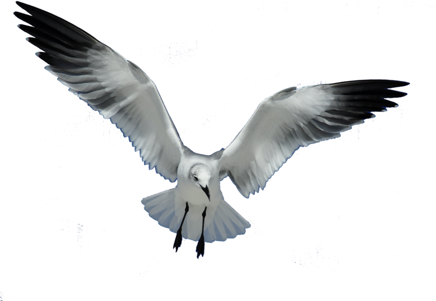 Great Work Clip Art Download - Seagull Png (900x598)