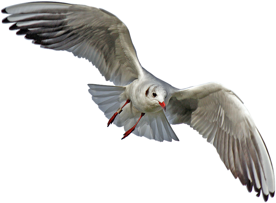 Seagull Cliparts 10, Buy Clip Art - Sea Birds No Background (960x719)