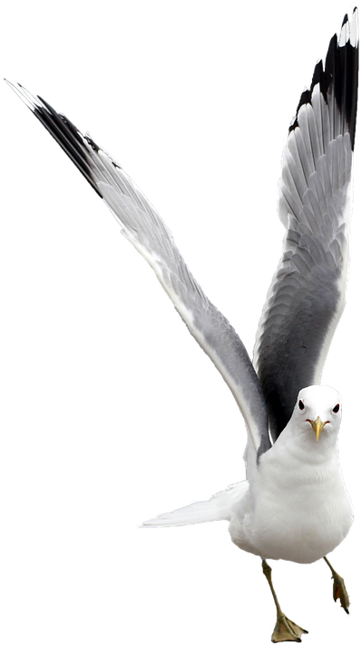 Seagull Graphics 27, Buy Clip Art - Sea (409x720)