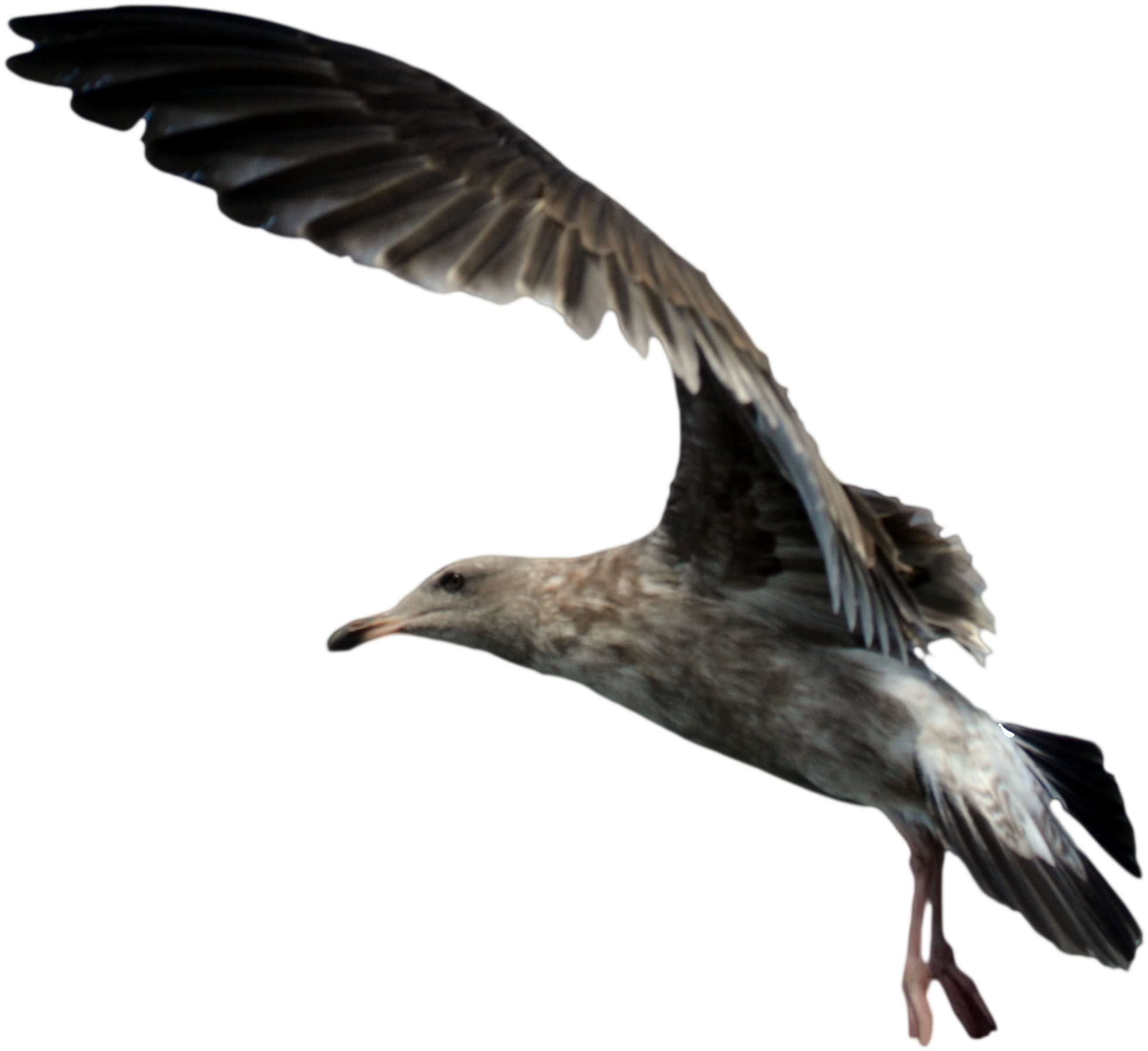 Fun At Work Clipart - Seagull Png (3237x2425)