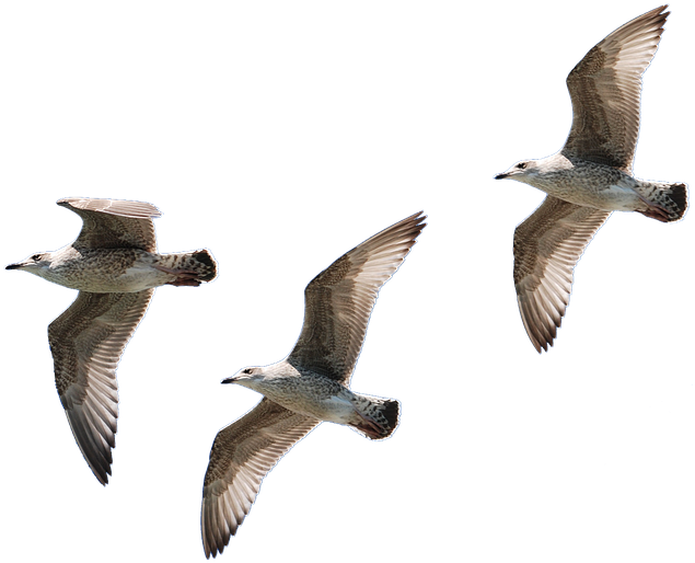 Seagull Graphics 22, Buy Clip Art - Birds Flying No Background (960x642)
