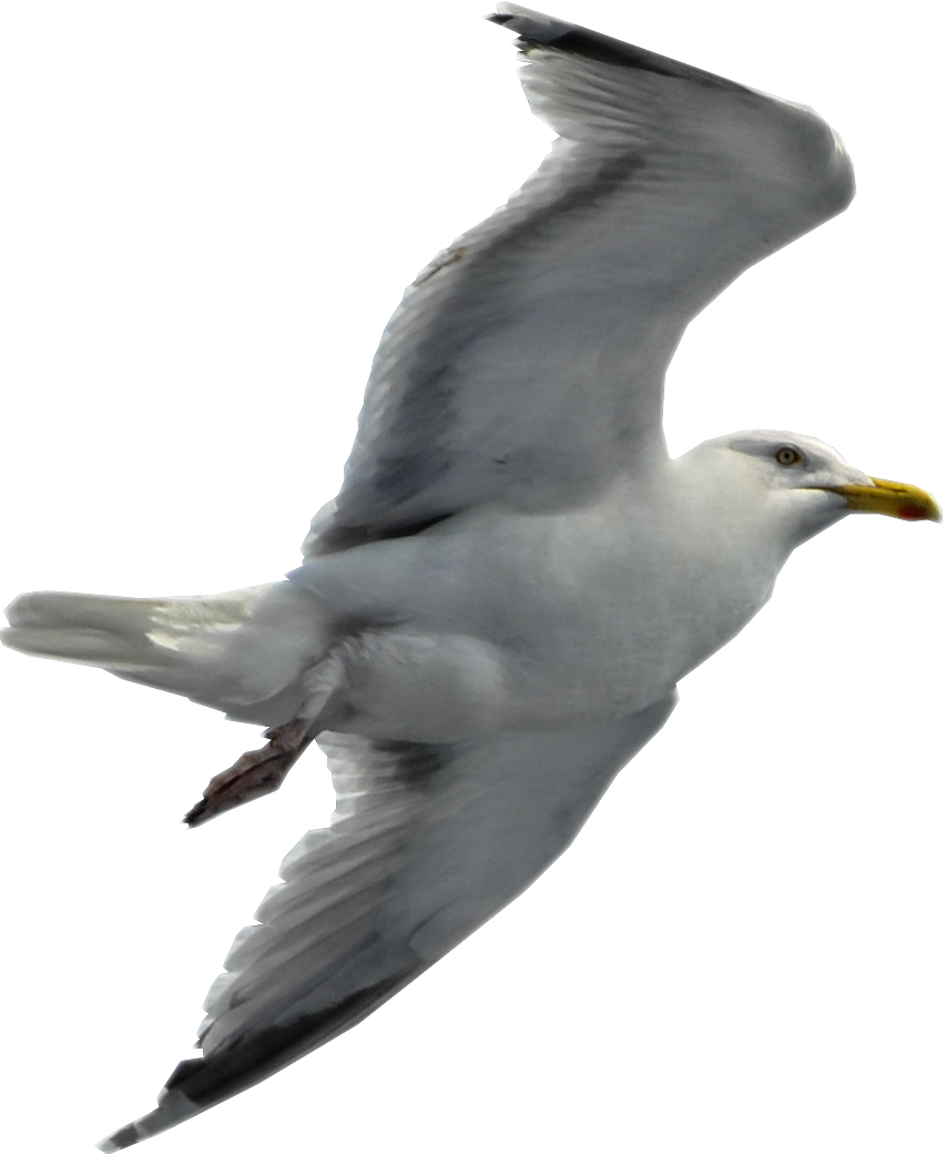 Download - Seagull Png (853x1040)