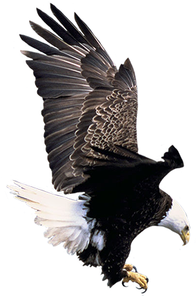 Bald Eagle Landing Clipart - Birds In The Grand Canyon (283x443)