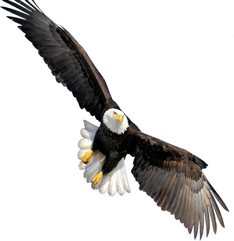 Bald - Bald Eagle Flying Transparent (751x774)
