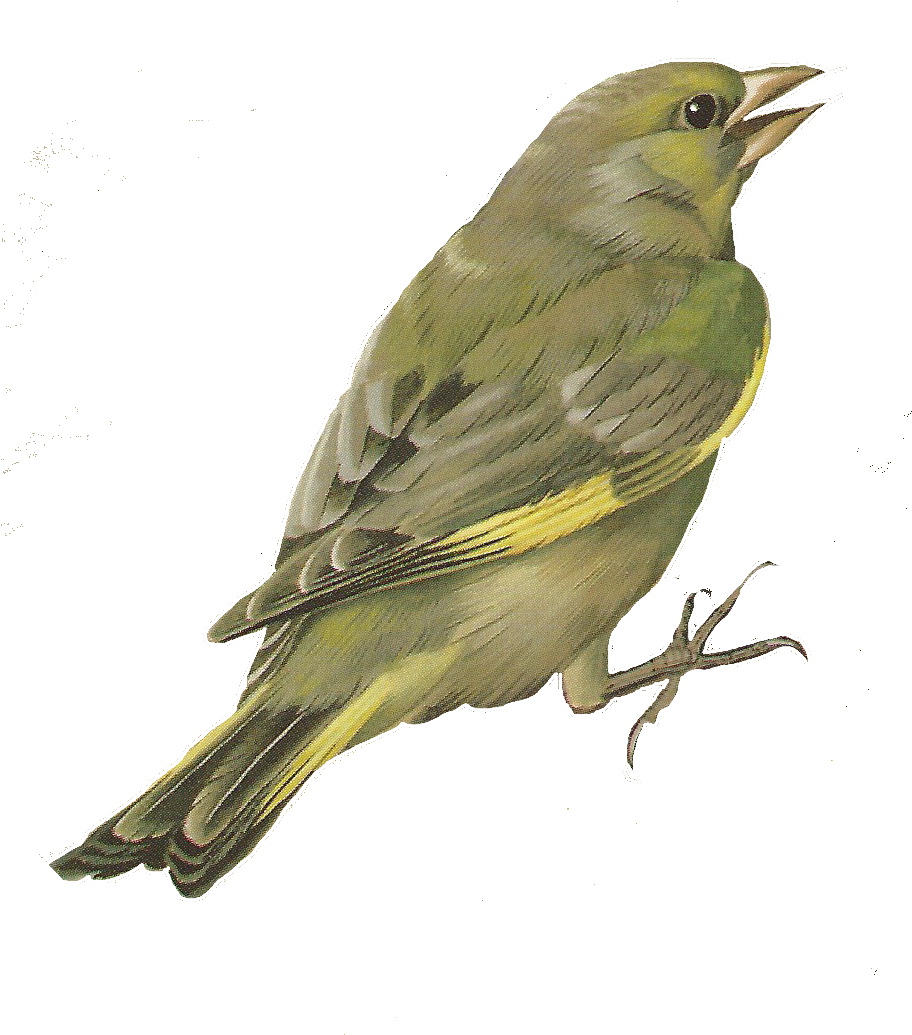 Free Bird Images And Paintings - Painting (913x1067)