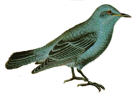 Free Vintage Bird Image For Bottle Caps Jewelry - Bird Blog Vintage Background (466x327)