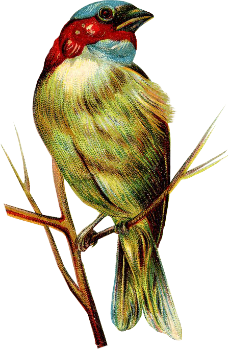 Pin By Adeirwanh99 On Art - Vintage Bird Clip Art (449x683)