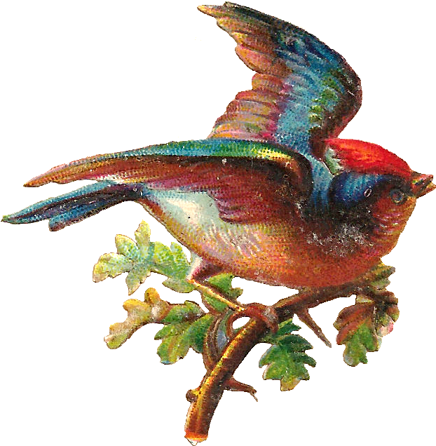 Free Digital Bird Graphic - Pretty Bird Png (897x919)