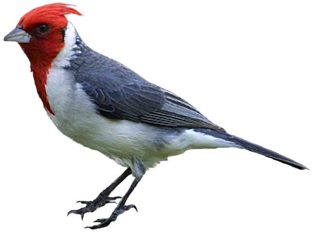 Oriole Bird Clipart - Realistic Bird Clipart (646x486)