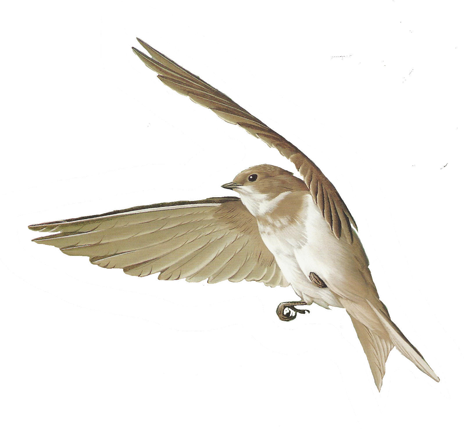 Free Bird Images And Paintings - Rose Breasted Grosbeak (1597x1477)