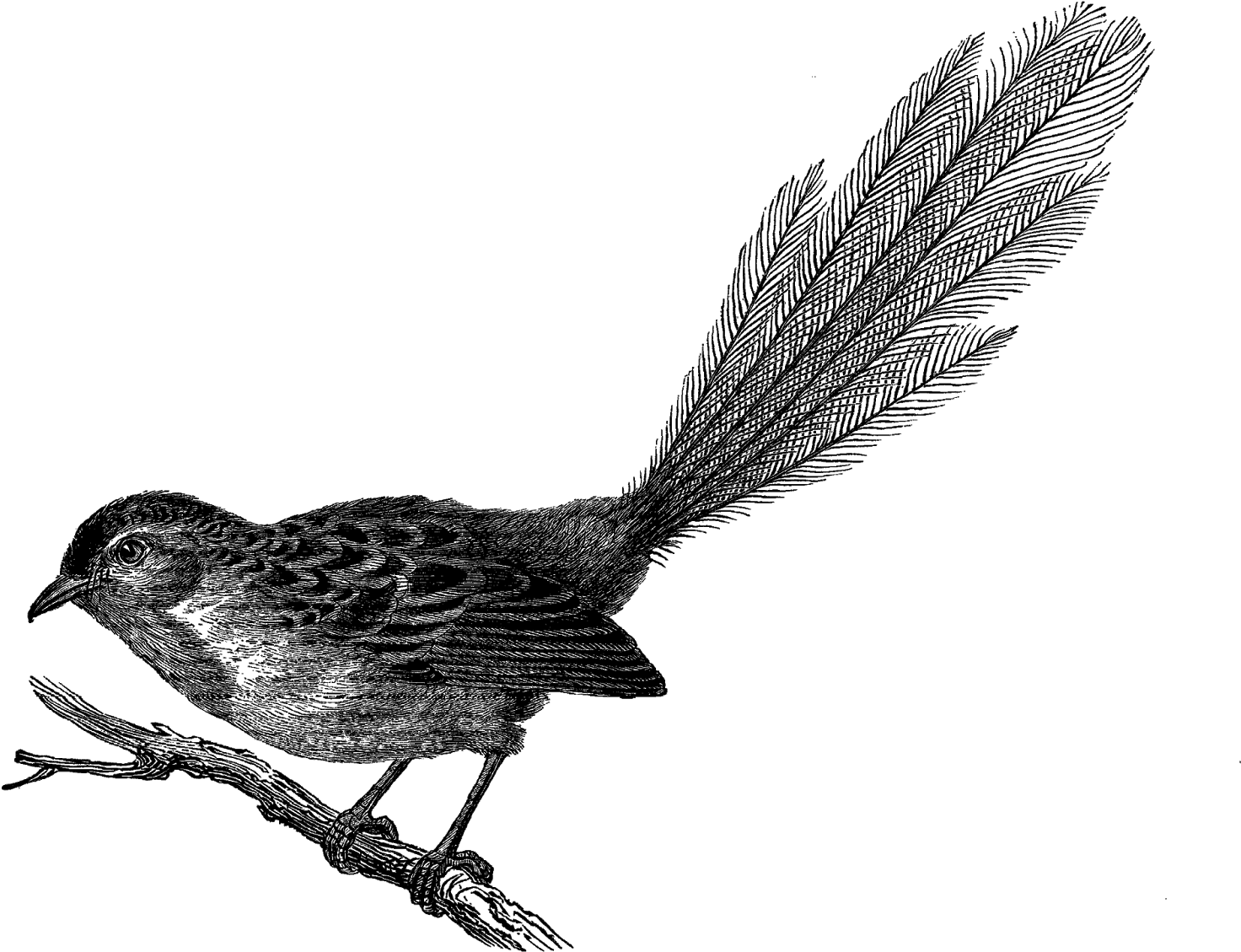 Clip Art - Eastern Kingbird (1600x1373)