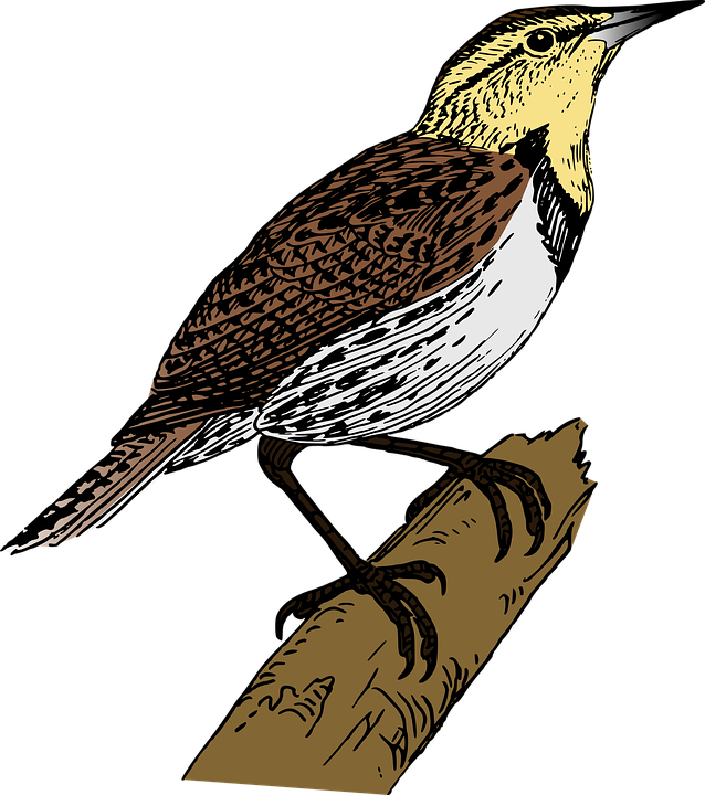 Clipart - Lark Clipart (638x720)