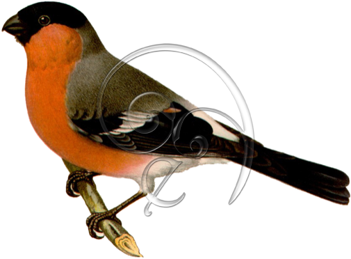 Eurasian Bullfinch Bird » Enlivendesigns - Gimpel (504x504)