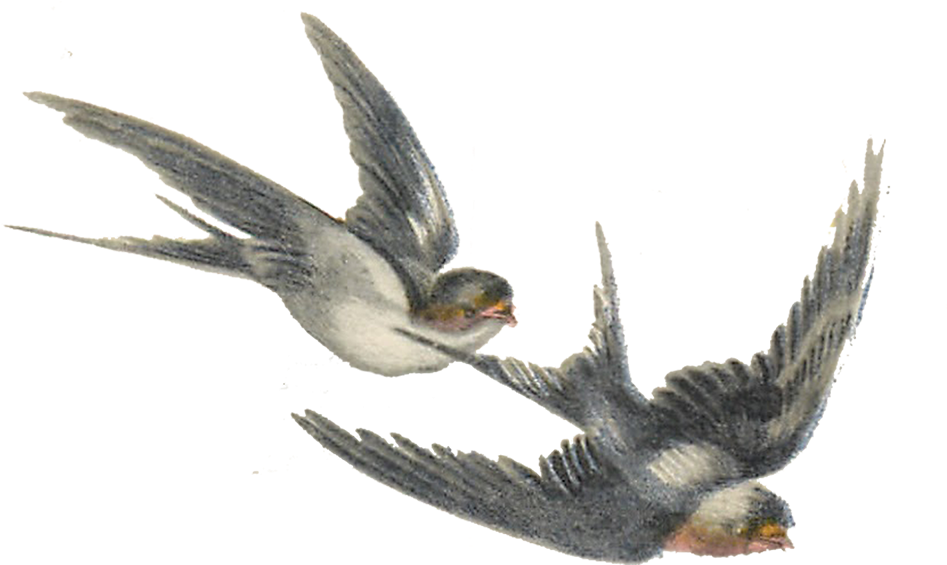 Vintage Bird Illustrations - Vintage Bird Transparent (1001x600)