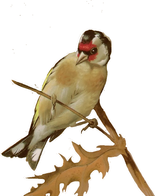 Free Bird Images - Waxwing (547x642)