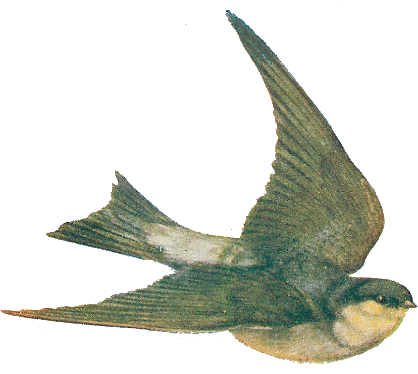 Vintage Bird Illustrations - Bird (1589x1356)