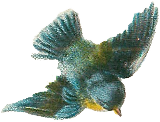 Vintage Bird Illustrations - Vintage Bird Illustration Transparent (646x494)