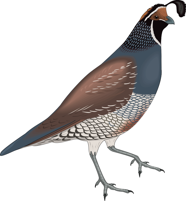 Bird 15 Free Vector - Quail Clip Art (739x800)