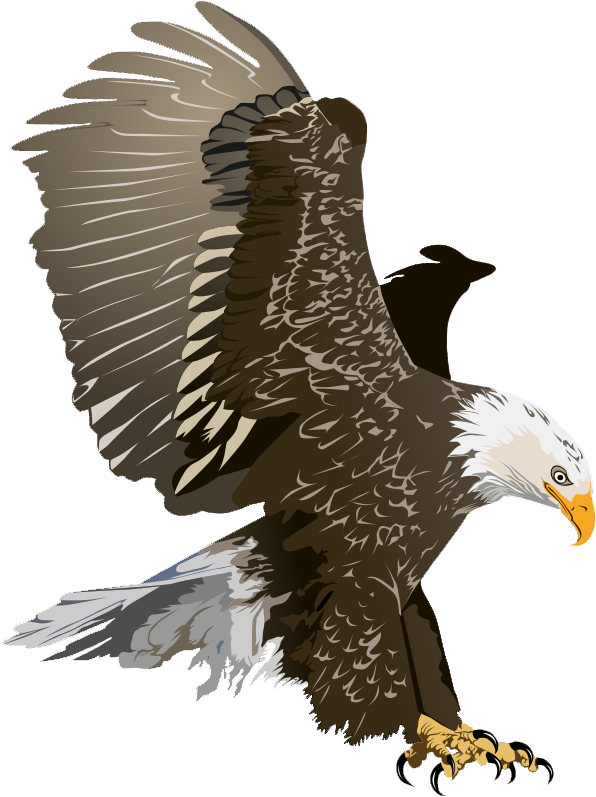 Eagle Free To Use Clipart - Bald Eagle Clip Art (681x855)