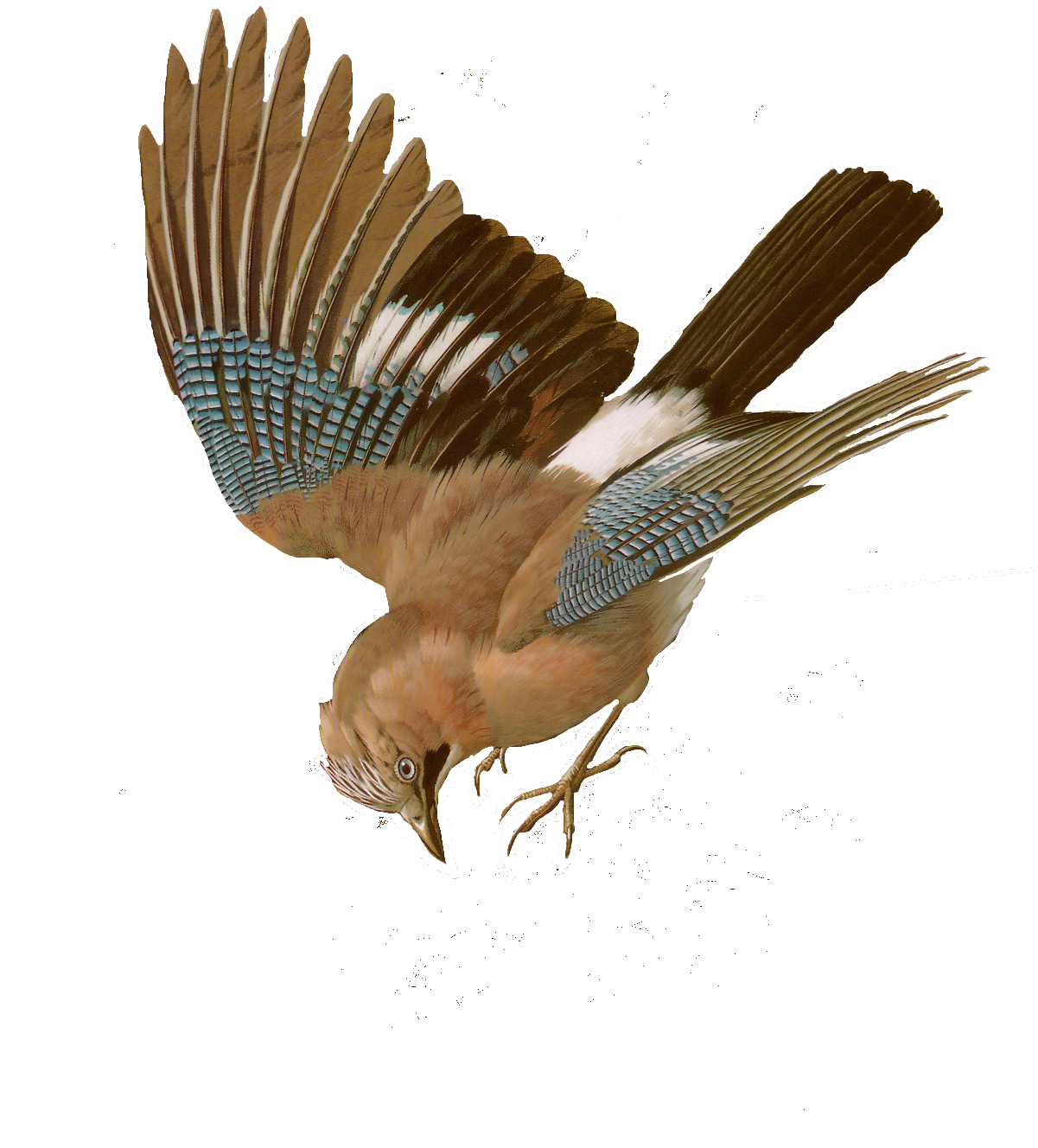 Free Images Of Birds - Bird (1200x1449)