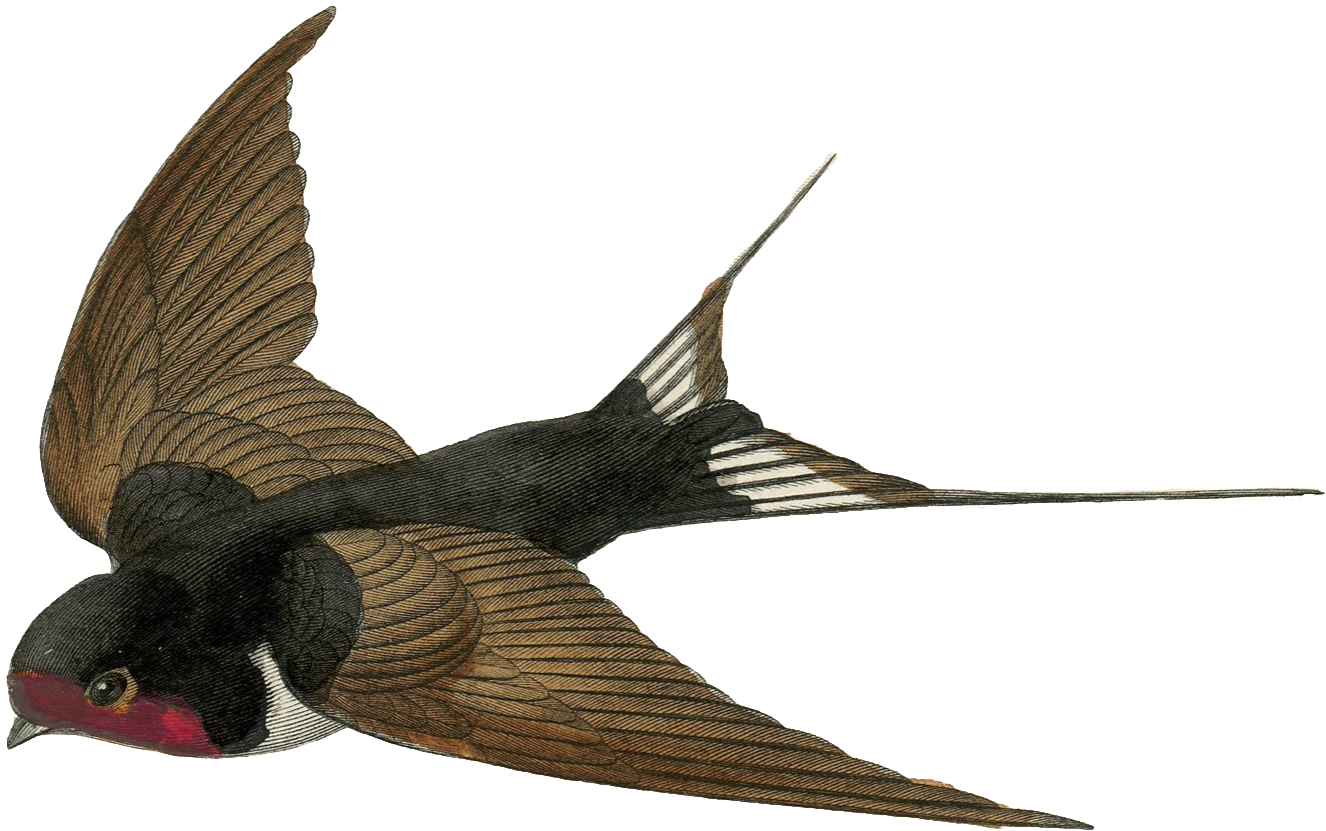 Soap - God And Evolution: Creativity In Action (1326x831)