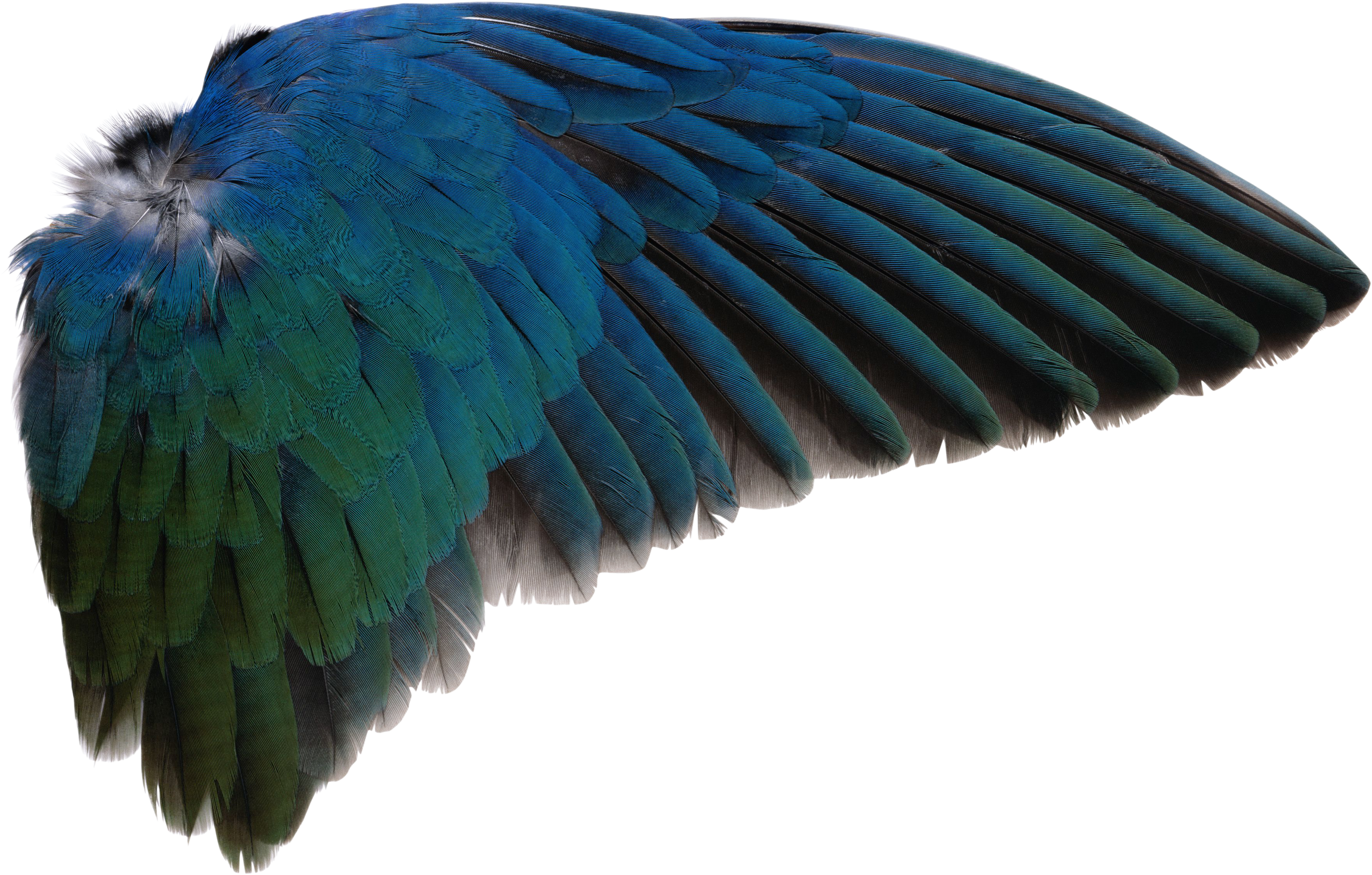 More Like Wing Png By Absurdwordpreferred - Bird Wings Png (3885x2565)