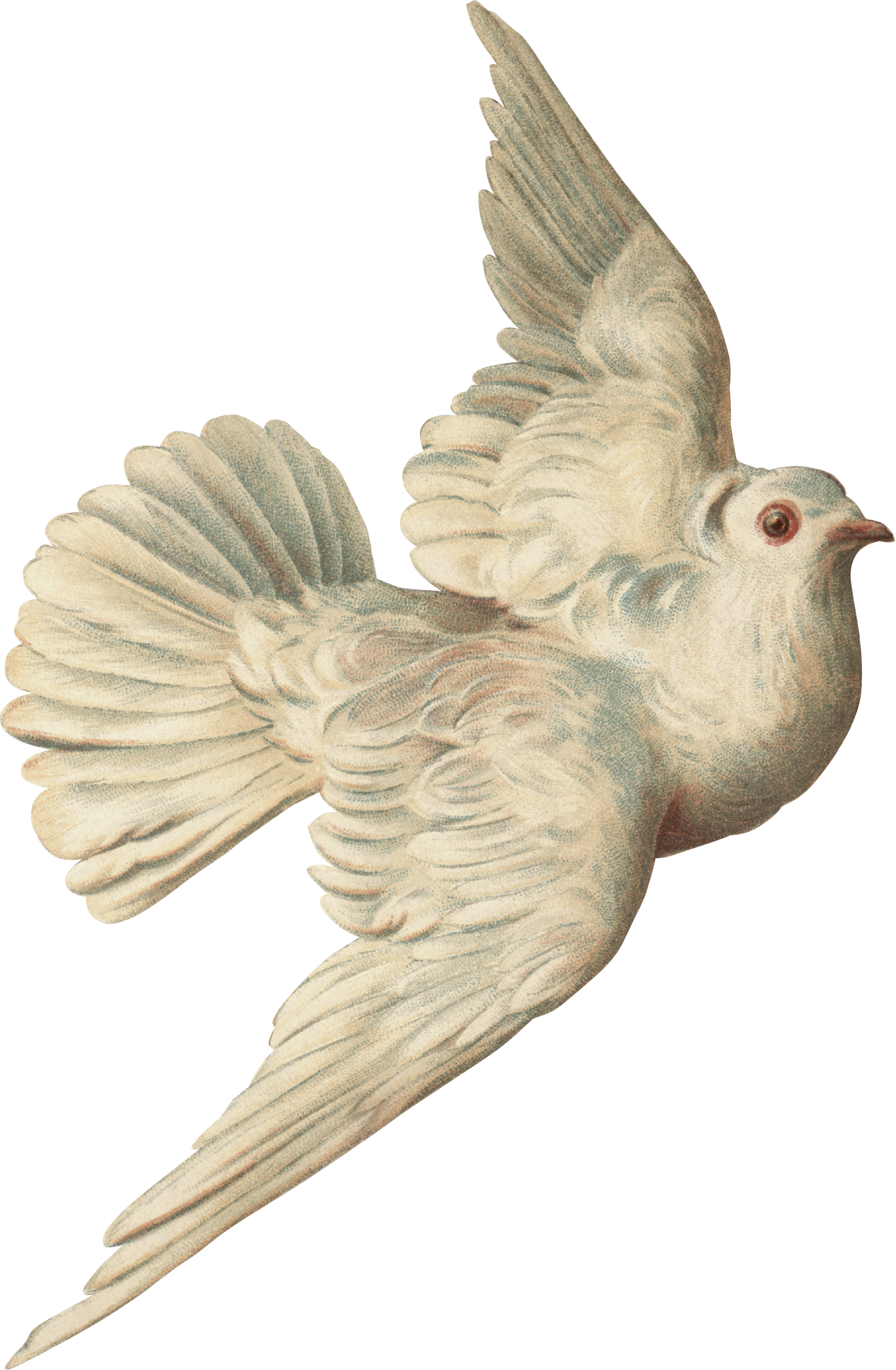 Columbidae Photography Clip Art - Columbidae Photography Clip Art (1681x2570)