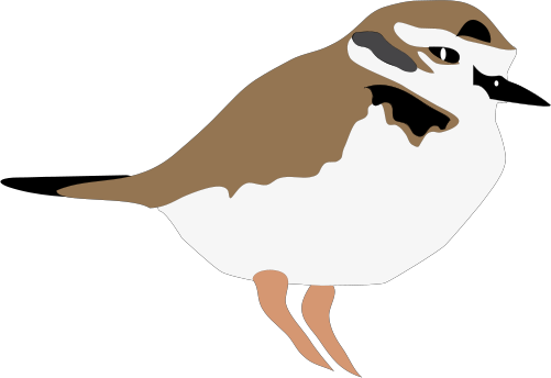 Plover Svg - Seabird (501x344)